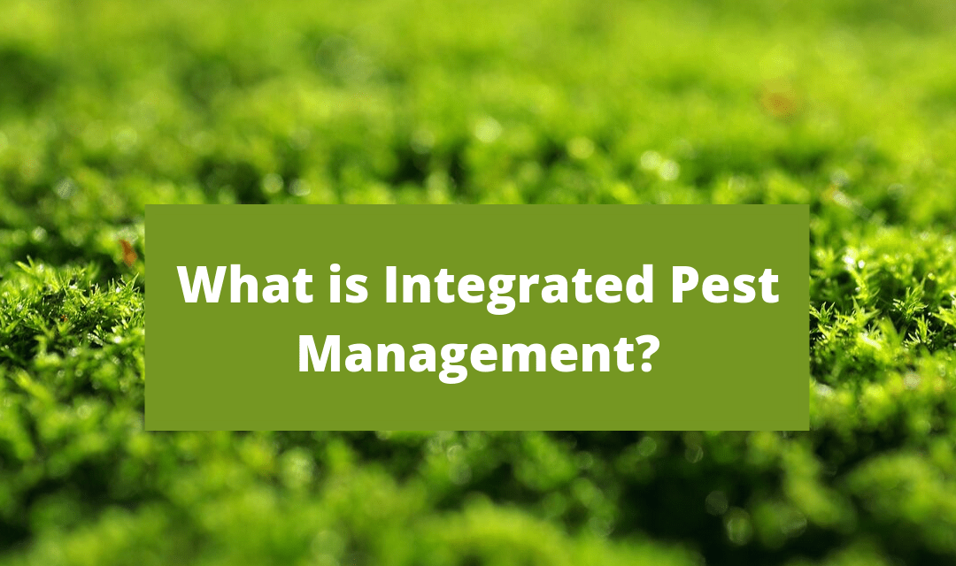 Read more about the article Best Methods For the Integrated Pest Management