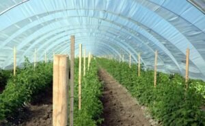 Read more about the article How To Do Green House Farming?