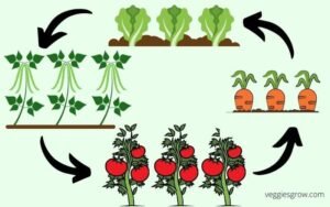 Read more about the article Why to do Crop Rotation in Organic Farming?