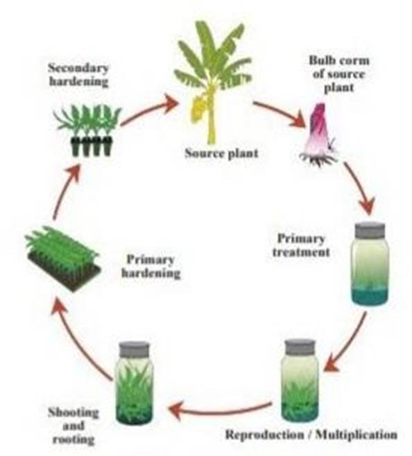 Plant culture. Types of Plants. Tissue Culture. In vitro Plant. Plant breeding.