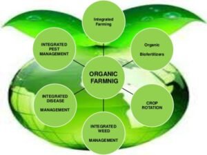 Read more about the article How to do Pests & Disease Management in Organic Agriculture?