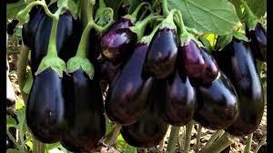 Read more about the article High Yield Brinjal Farming Information Guide