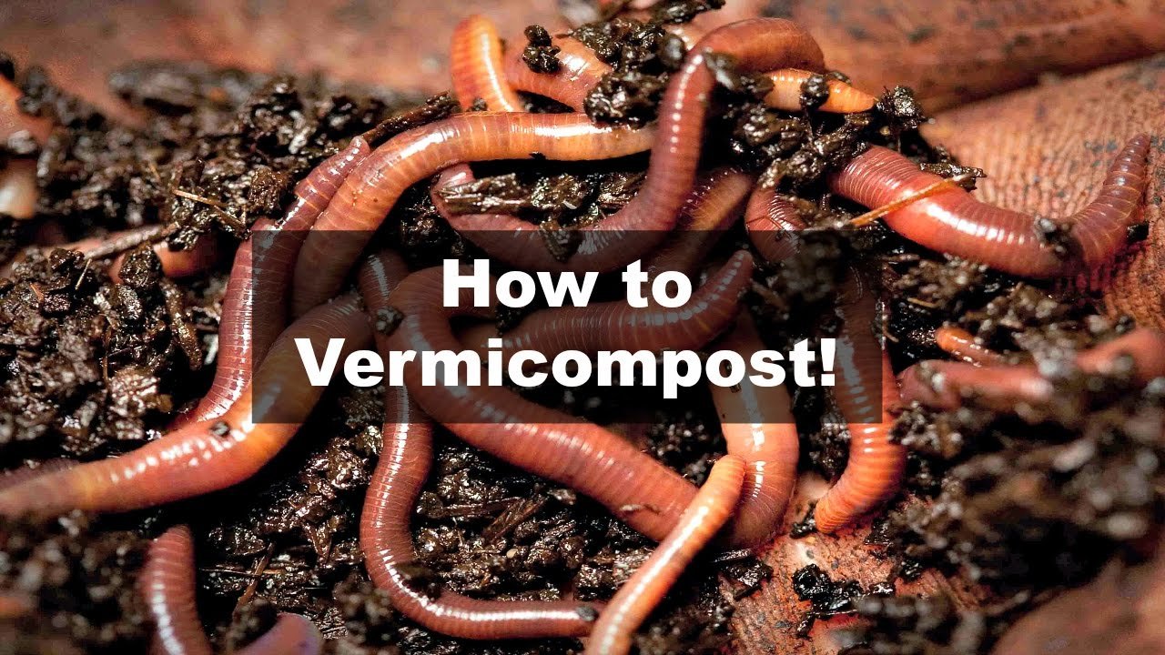Read more about the article How can you produce vermi compost in villages?