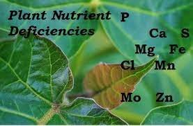 Read more about the article Basics of Nutrients Management in Plant