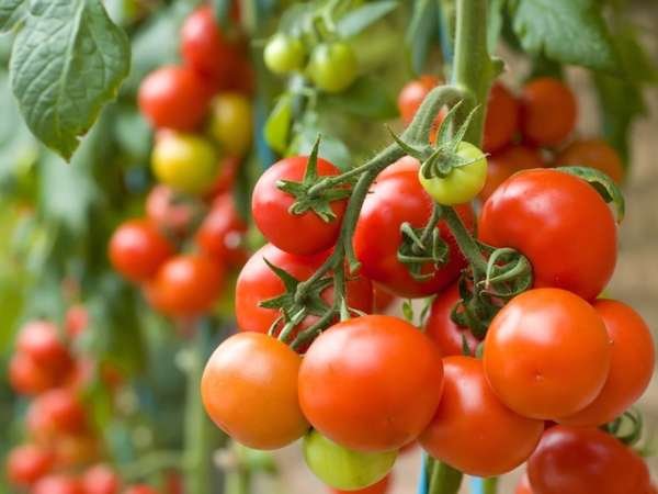 Read more about the article Benefits of Grafted Vegetable Farming