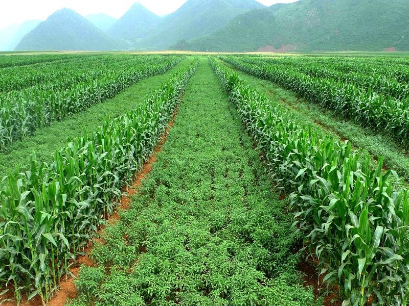 You are currently viewing How to do Intercropping in Organic Agriculture?
