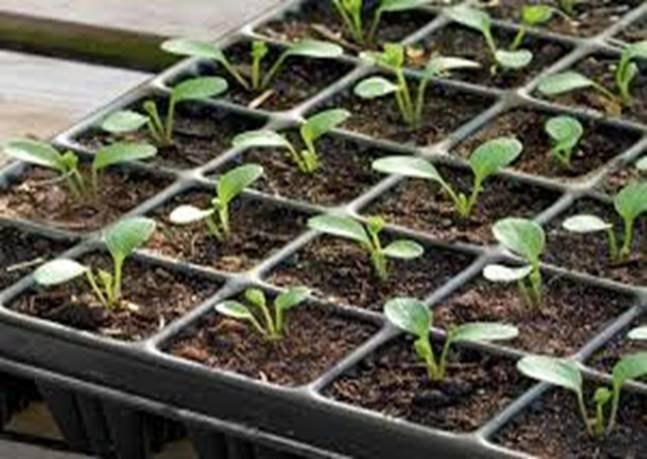 Read more about the article How To Prepare Soilless Seedling?