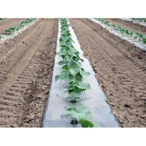 Read more about the article How To Use  Mulch In Your Farm?