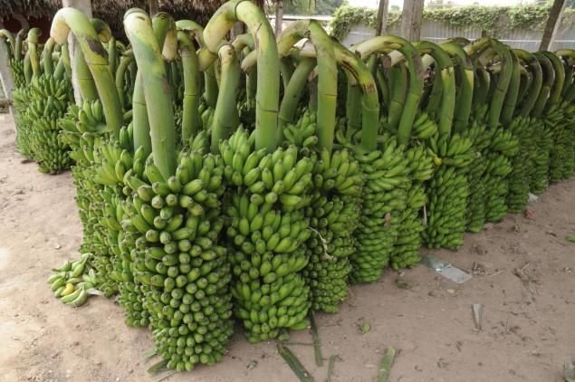 You are currently viewing How To Earn With Banana Farming?