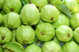 Read more about the article Guava Farming Project For Beginners