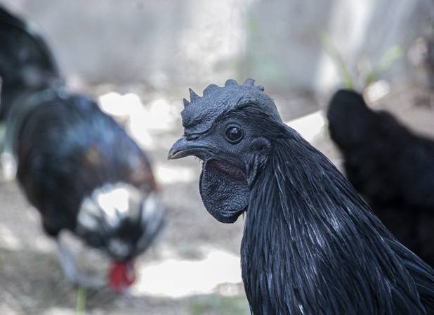 Read more about the article Kadaknath Chicken Farming Project For Beginners