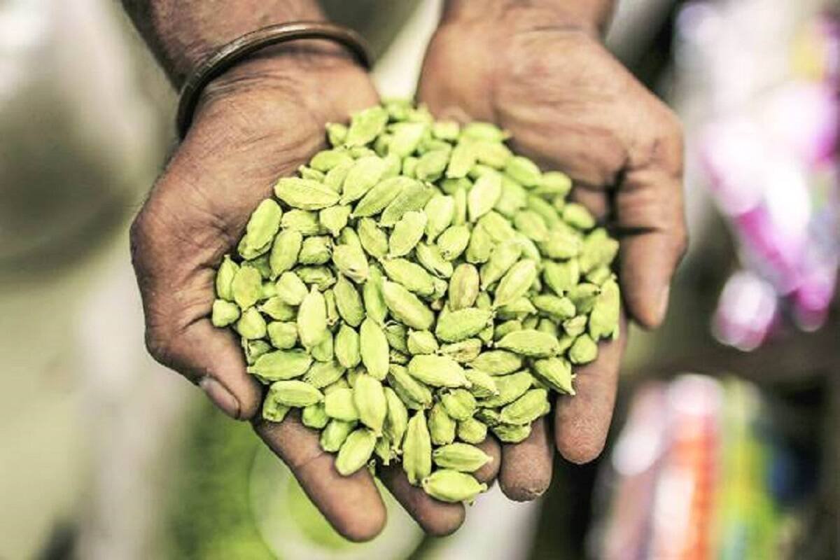 Read more about the article Cardamom Farming Project for Beginners