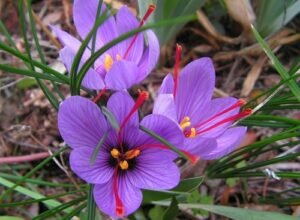 Read more about the article Saffron Farming Project for beginners