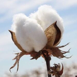 Read more about the article Cotton Farming Project For Beginners