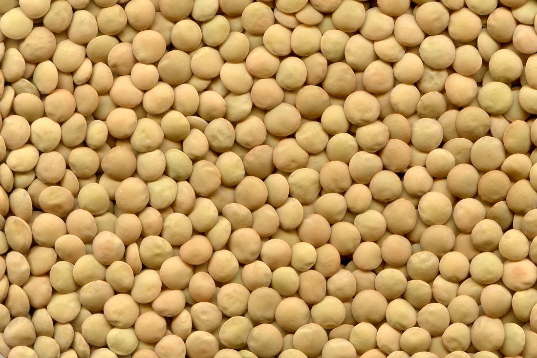 You are currently viewing Lentil (Masoor) Farming Information Guide
