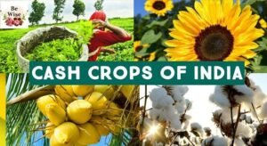 Read more about the article Top Cash Crop Farming In India