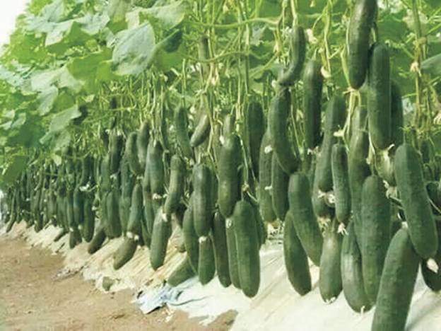 You are currently viewing How To Do Cucumber Farming In Polyhouse