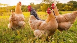 Read more about the article Poultry Farming Information Guide For Beginners
