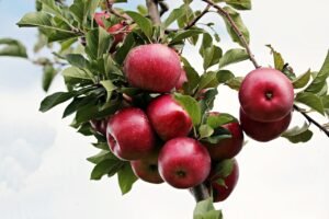 Read more about the article Apple Farming Project For Beginners