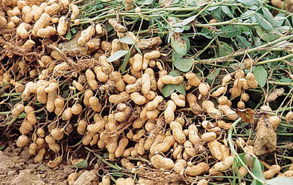 You are currently viewing Groundnut (Peanut) Farming Information Guide