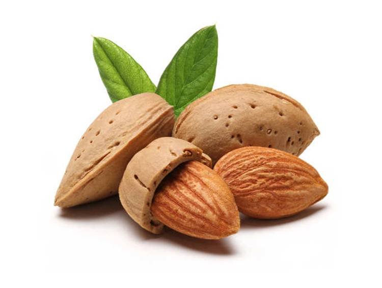 You are currently viewing Almond (Badam) Farming Information Guide