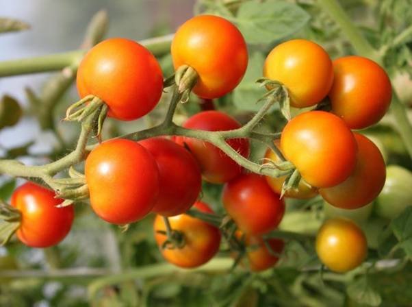 You are currently viewing High yield Organic Tomato Information Guide?