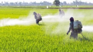 Read more about the article Chemical  Fertilizers And Its Impact  on Agriculture