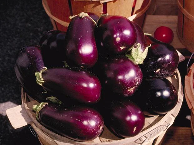 Read more about the article Importance And Prospects of BT Brinjal