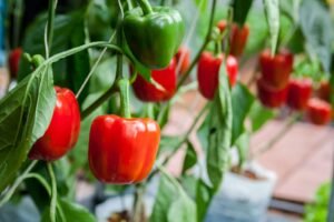 Read more about the article Guide For Bell Pepper Planting Care & Harvesting In Polyhouse