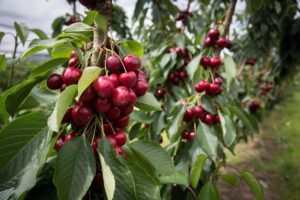 Read more about the article Cherry Farming Complete Information Guide For Beginners