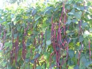 Read more about the article High Yield Rajma (Kidney Beans) Farming Information Guide