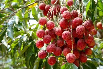 You are currently viewing High Yield Litchi Farming Information Guide
