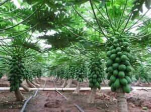Read more about the article Earn Rs. 10.5 Lakh Per Ha With PAPAYA Farming
