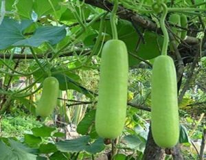 Read more about the article High Yield Bottle Gourd Farming