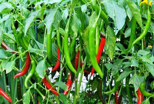 You are currently viewing High Yield Chilli Farming Information Guide