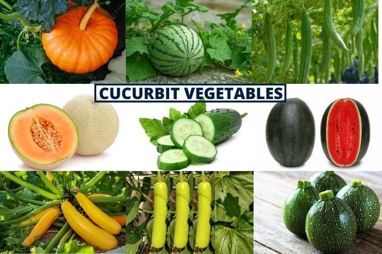 Read more about the article Cucurbits Farming In Polyhouse