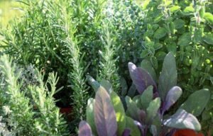 Read more about the article How To Start Herbs Farming ?
