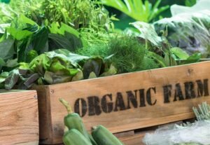 Read more about the article Complete Guide To Start Organic Farming in India?