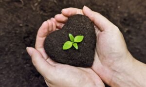 Read more about the article Why Organic Fertilizer Is Important ?