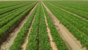Read more about the article High Yield Carrot Farming Information Guide
