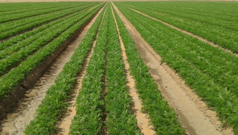 Read more about the article High Yield Carrot Farming Information Guide