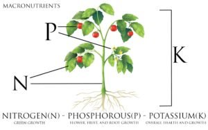Read more about the article Role of NPK For The Plants