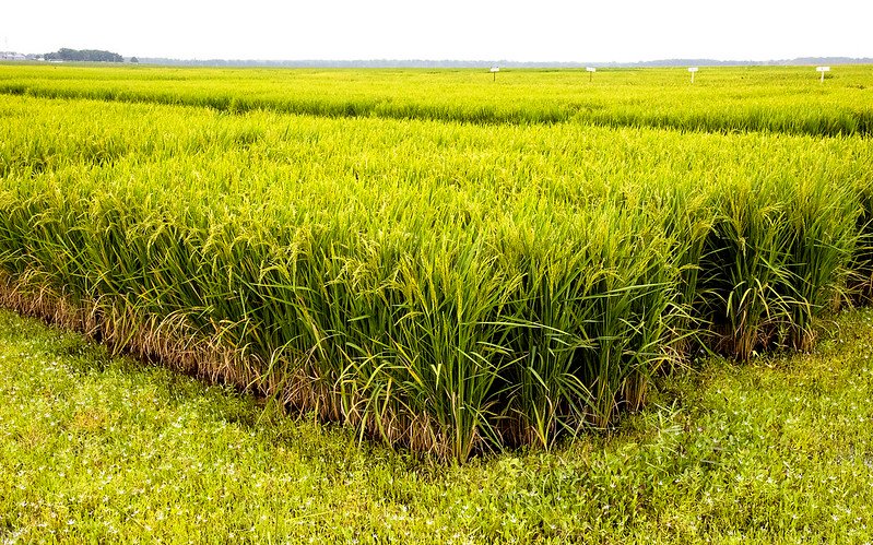 You are currently viewing  High yield Paddy (Rice) Farming Information Guide
