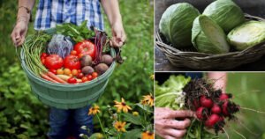 Read more about the article Why Is There a Need For Nutritional Garden?