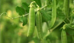 Read more about the article Green Peas Planting Care And Harvesting Guide