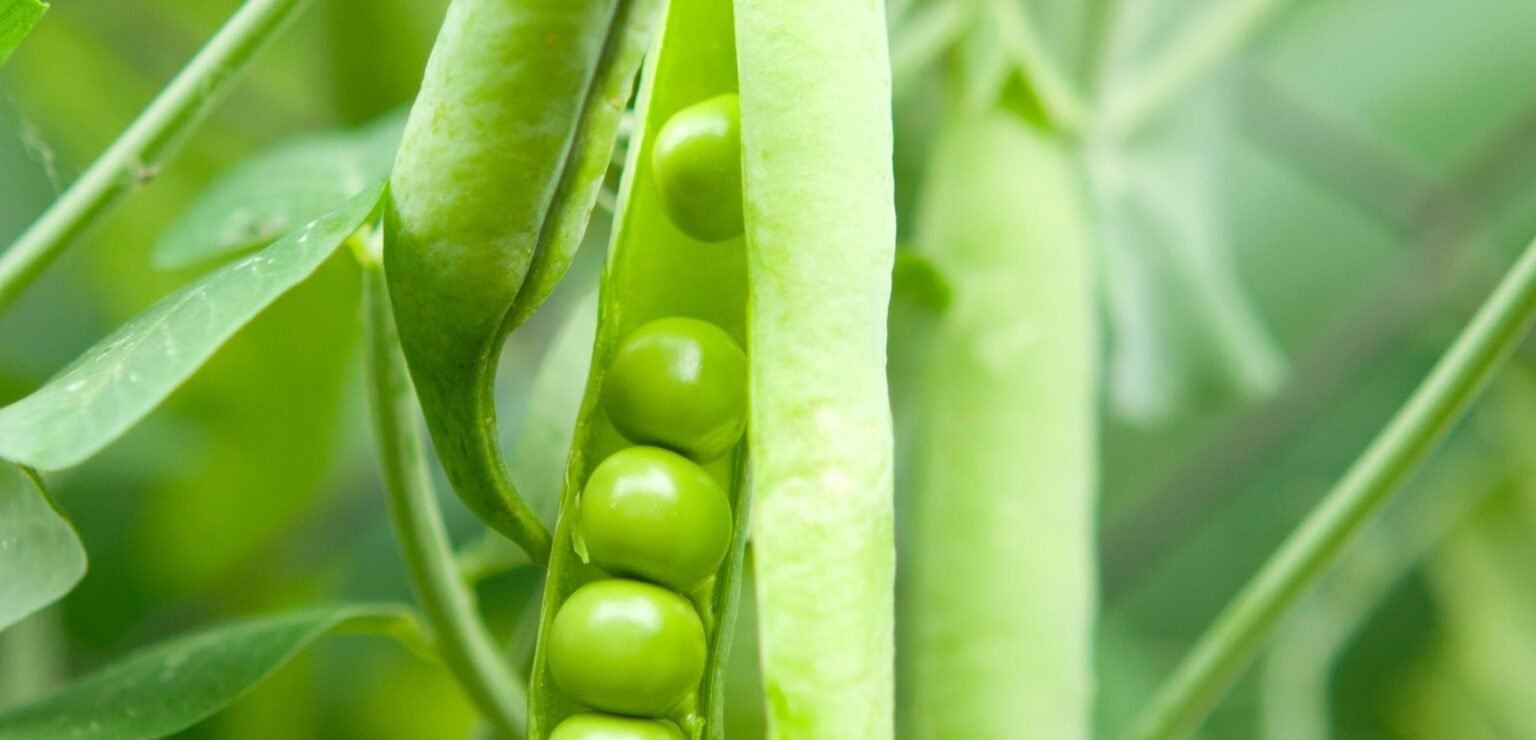 Green Peas Planting Care And Harvesting Guide – agrimate.org
