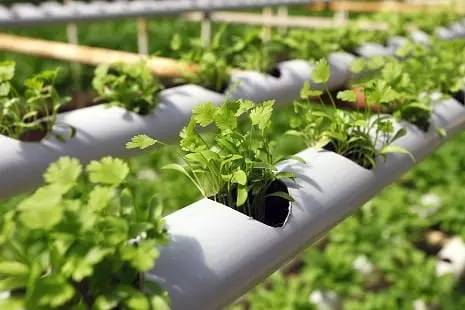 You are currently viewing Hydroponic Farming Complete Information Guide