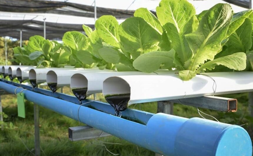 Read more about the article Fertilizer For Hydroponic Farming System?
