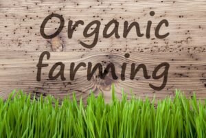 Read more about the article How To Start Organic Farming Business?