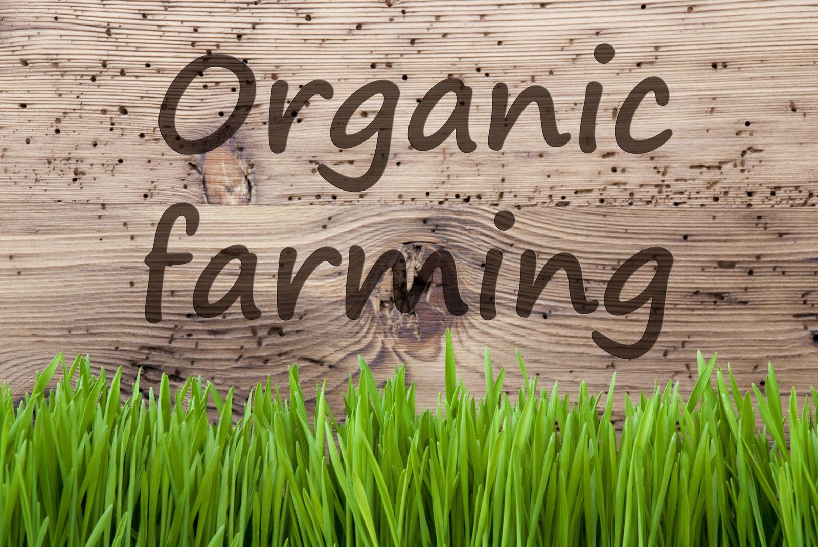 You are currently viewing How To Start Organic Farming Business?